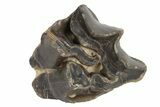 Fossil Eocene Mammal (Plagiolophus) Molar - France #248666-1
